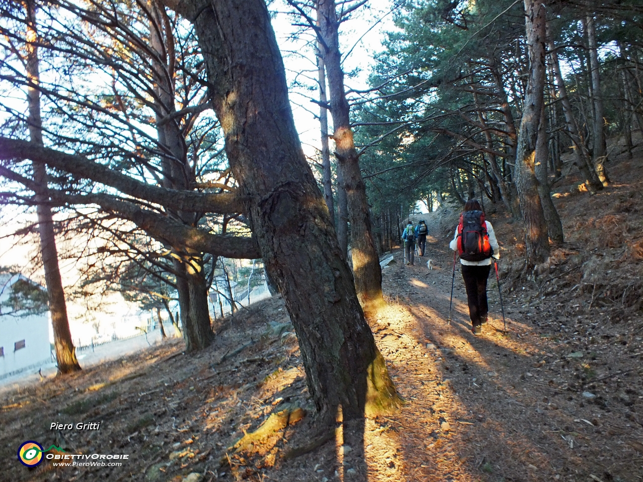 12 Bel sentiero nel bosco di pini cembri....JPG